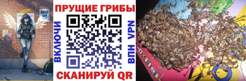 Псилоцибиновые грибы прущие грибы  MEGA зеркало  Новый Уренгой  купить закладку 